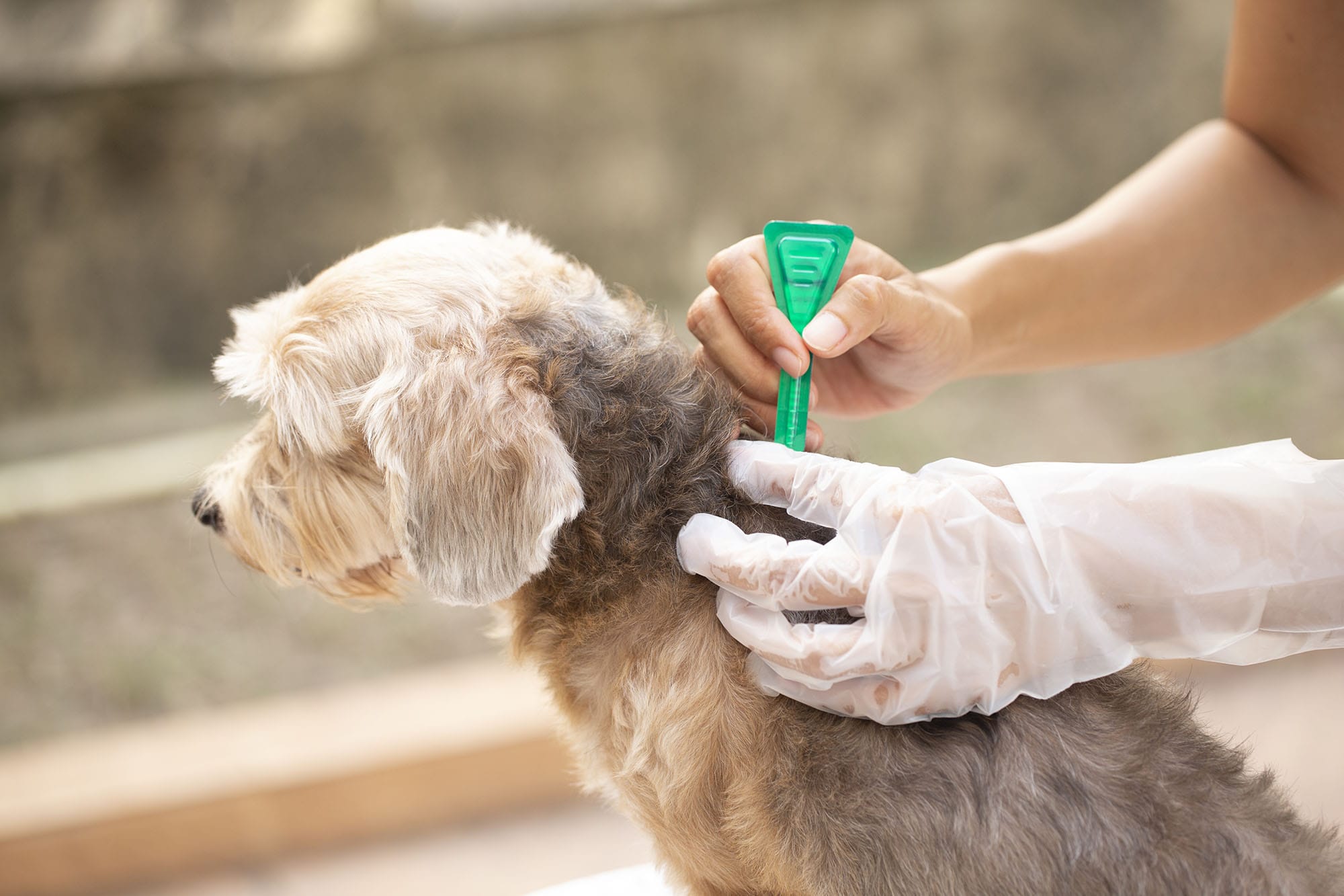 首の後ろに薬を塗られている犬
