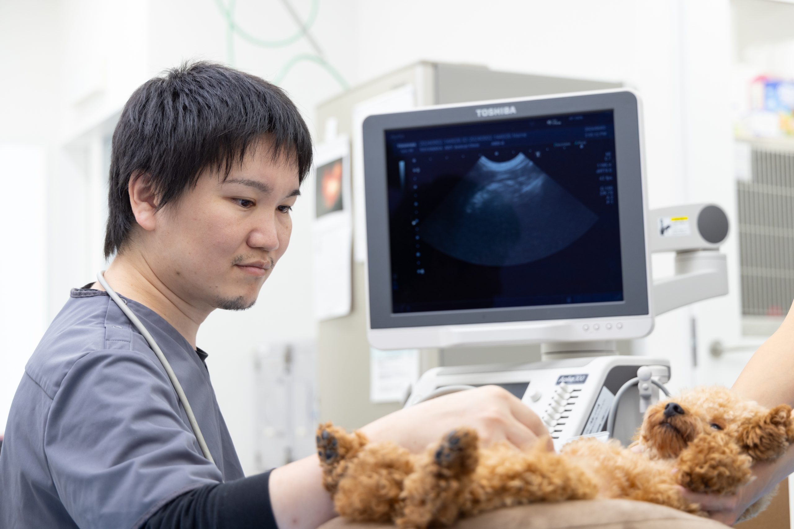 犬の腹部をエコーで診察している院長