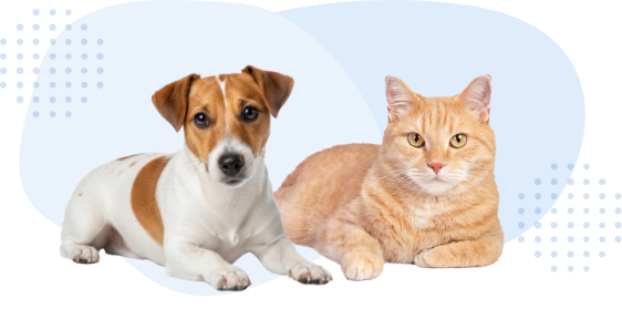 座っている犬と猫