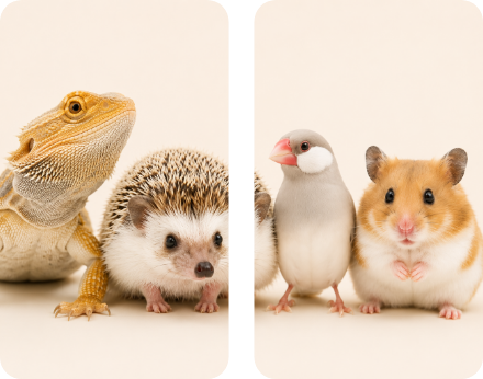 トカゲ、ハリネズミ、鳥、ハムスター