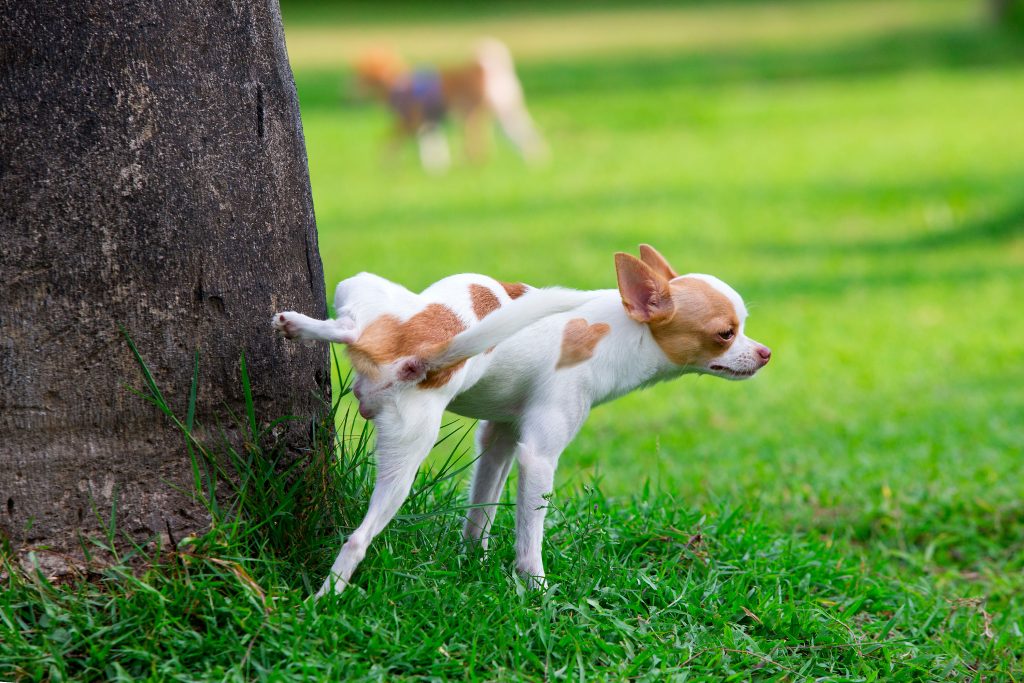 木の根元におしっこしている犬