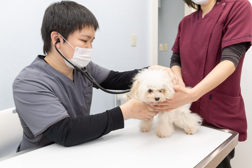 犬を聴診器で診察する院長