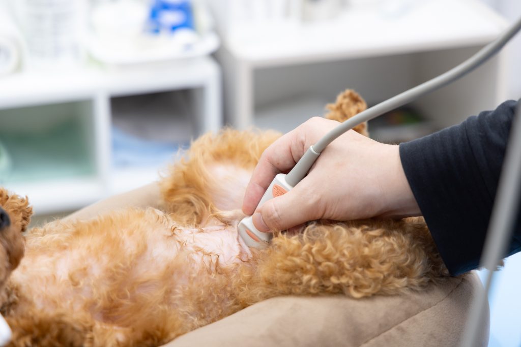 治療中の犬