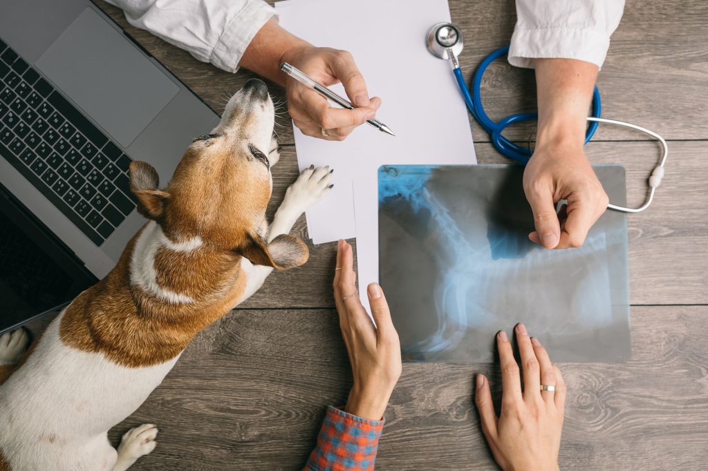 犬を横に話し合っている人たちの手元