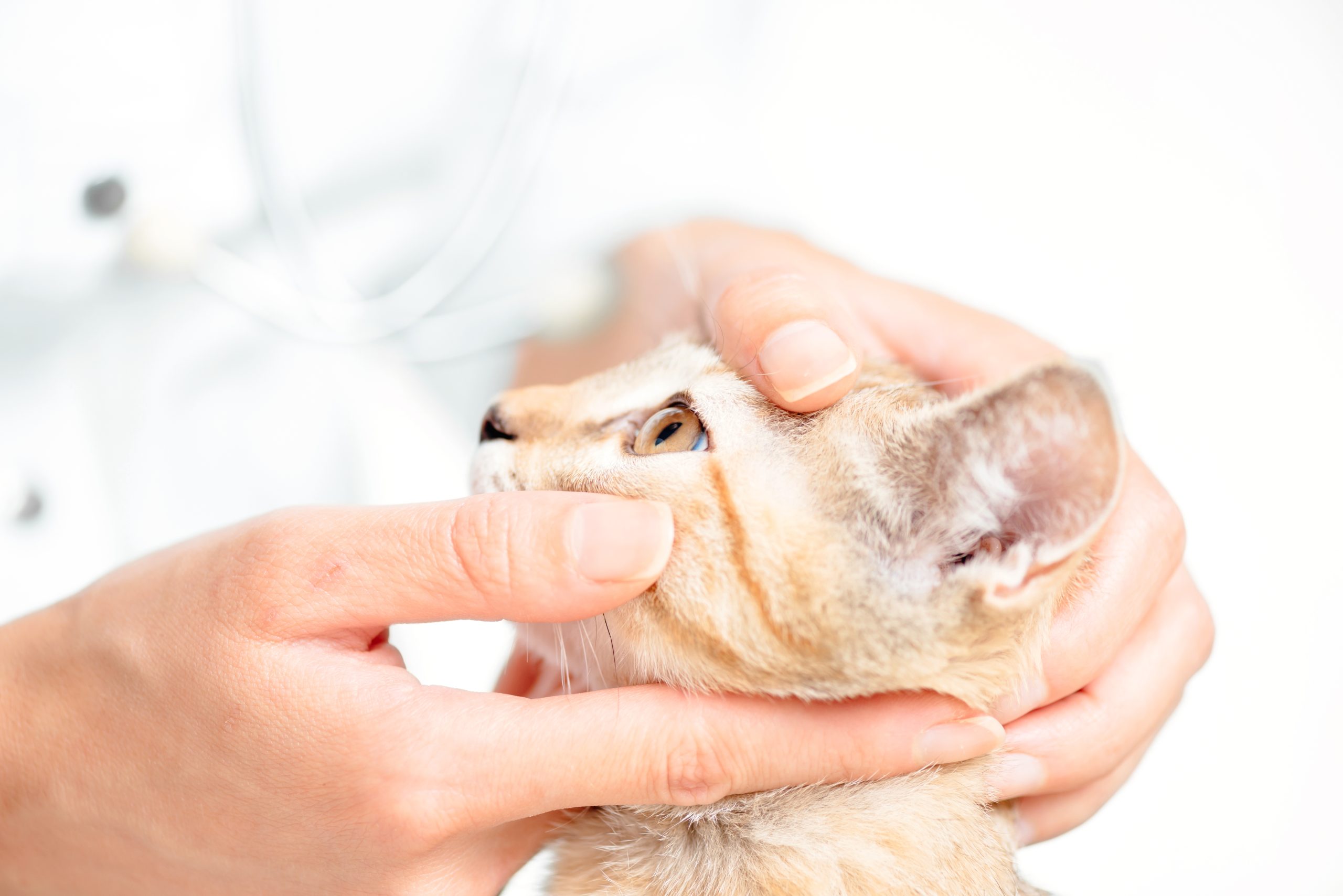 目を診察されている猫