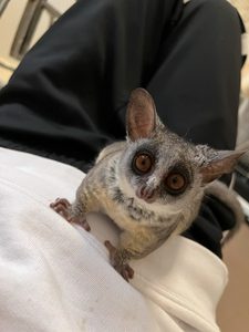 スローロリス