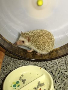 ハリネズミ