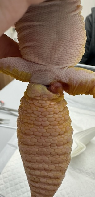 ヒョウモントカゲモドキのヘミペニスプラグ